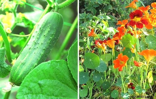 13 Proven Companion Planting Pairs for Healthier Gardens and Natural Pest Control