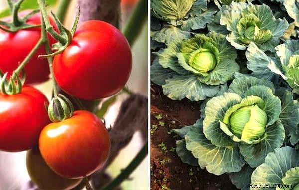 13 Proven Companion Planting Pairs for Healthier Gardens and Natural Pest Control