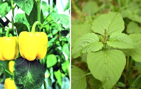 13 Proven Companion Planting Pairs for Healthier Gardens and Natural Pest Control