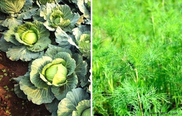 13 Proven Companion Planting Pairs for Healthier Gardens and Natural Pest Control