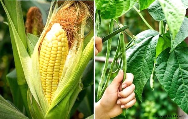 13 Proven Companion Planting Pairs for Healthier Gardens and Natural Pest Control