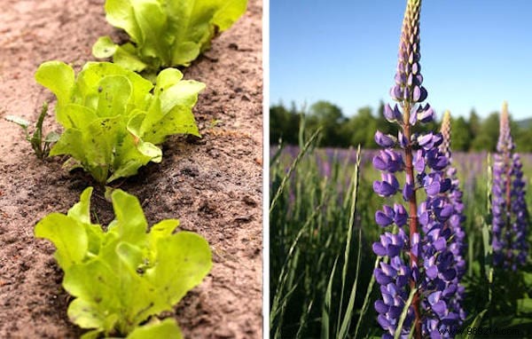 13 Proven Companion Planting Pairs for Healthier Gardens and Natural Pest Control