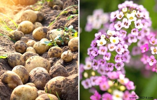 13 Proven Companion Planting Pairs for Healthier Gardens and Natural Pest Control