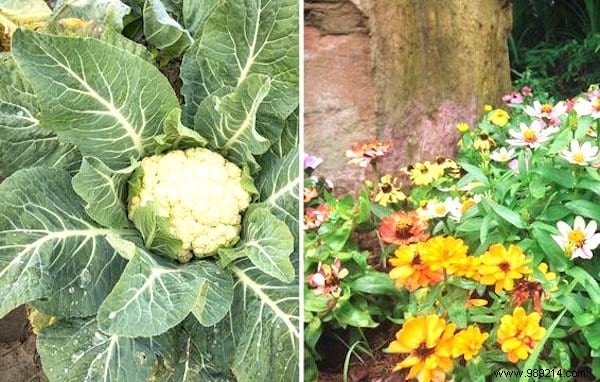 13 Proven Companion Planting Pairs for Healthier Gardens and Natural Pest Control