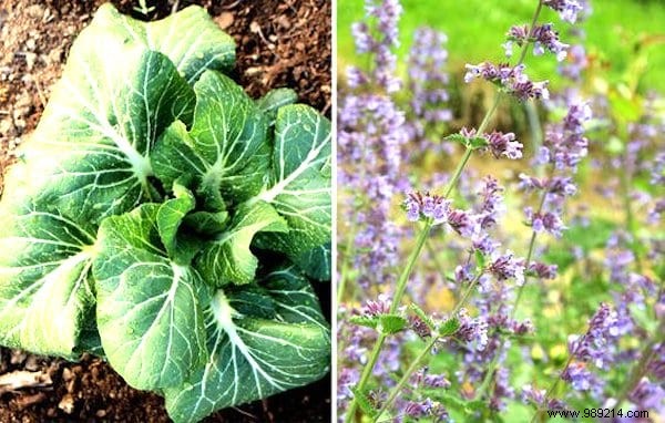 13 Proven Companion Planting Pairs for Healthier Gardens and Natural Pest Control