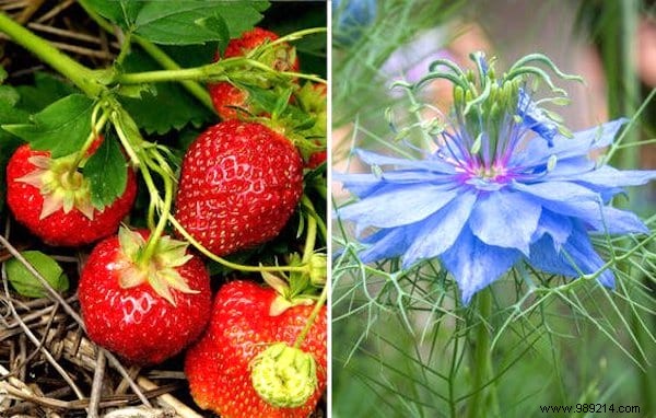 13 Proven Companion Planting Pairs for Healthier Gardens and Natural Pest Control