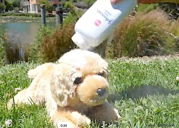 9 Proven Ways Talcum Powder Transforms Your Garden