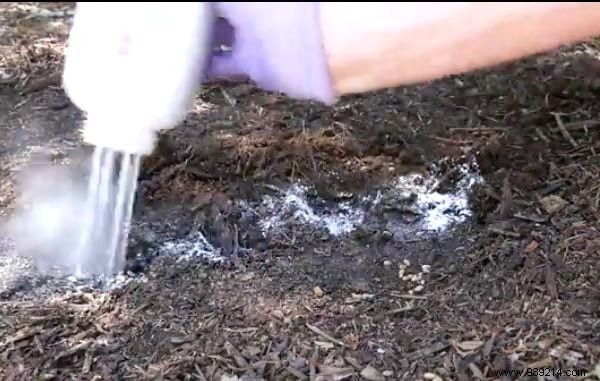 9 Proven Ways Talcum Powder Transforms Your Garden