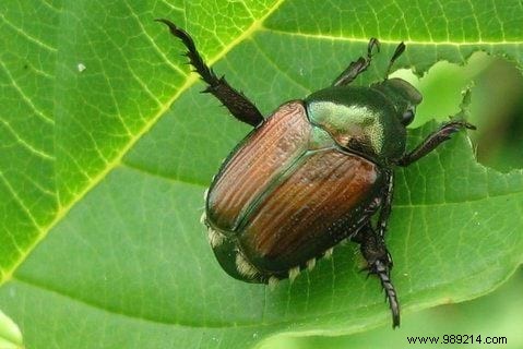 9 Proven Ways Talcum Powder Transforms Your Garden