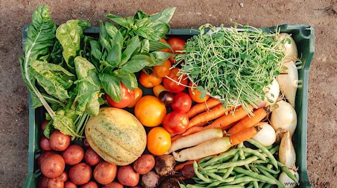 Ultimate Guide to Growing Vegetables: Expert Planting, Care, and Harvest Tips