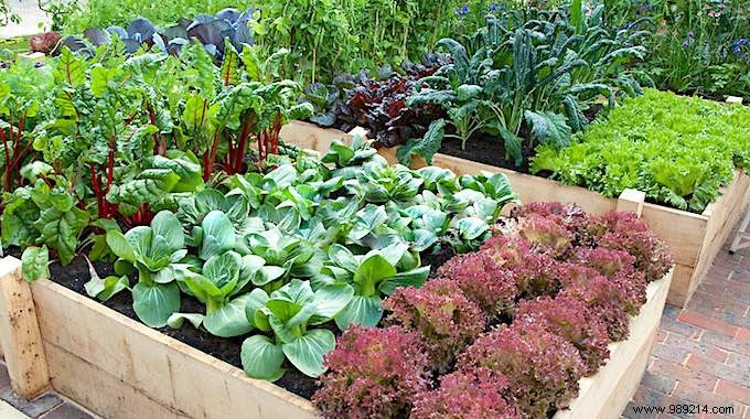 Vegetable Planting Calendar: Expert Timing for a Bountiful Garden