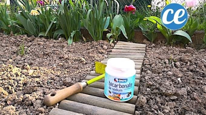 12 Proven Baking Soda Uses for a Healthier Garden