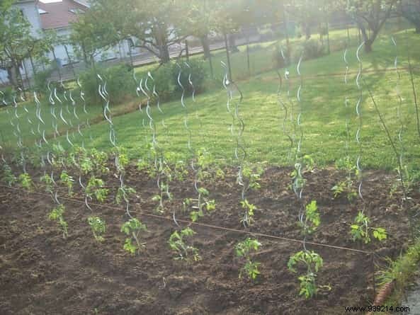 10 Proven Gardening Tips for Growing Large, Juicy Tomatoes at Home