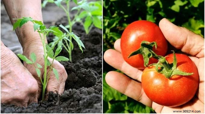 10 Proven Gardening Tips for Growing Large, Juicy Tomatoes at Home