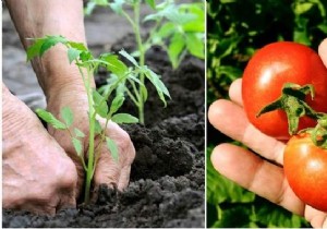 10 Proven Gardening Tips for Growing Large, Juicy Tomatoes at Home