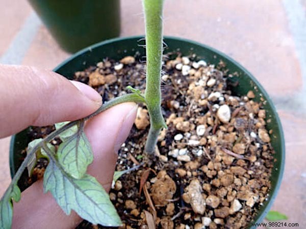 10 Proven Gardening Tips for Growing Large, Juicy Tomatoes at Home