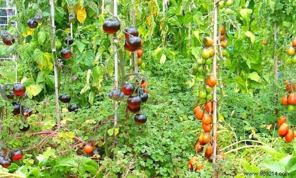 10 Proven Gardening Tips for Growing Large, Juicy Tomatoes at Home