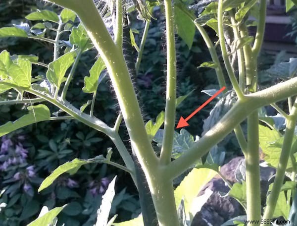 10 Proven Gardening Tips for Growing Large, Juicy Tomatoes at Home