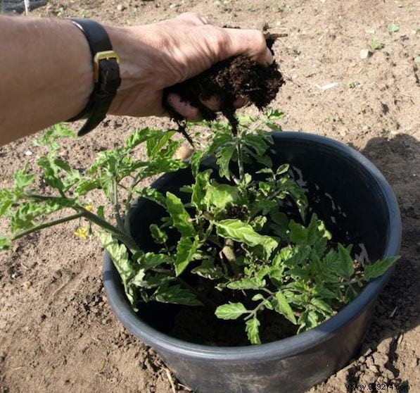 10 Proven Gardening Tips for Growing Large, Juicy Tomatoes at Home