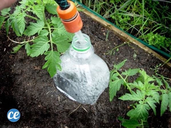 10 Proven Gardening Tips for Growing Large, Juicy Tomatoes at Home