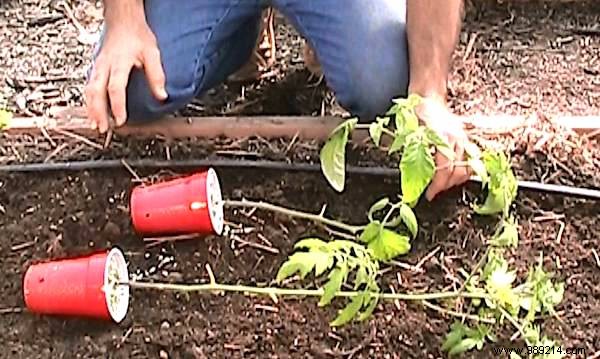 10 Proven Gardening Tips for Growing Large, Juicy Tomatoes at Home