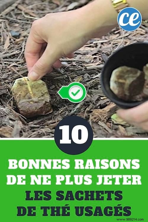 10 Proven Reasons to Bury Used Tea Bags in Your Garden Instead of Trashing Them