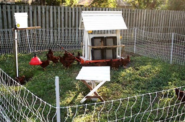 Building Your First Chicken Coop: Essential Beginner s Guide