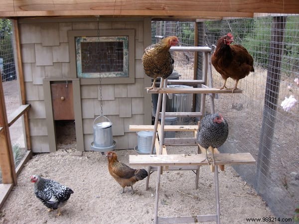 Building Your First Chicken Coop: Essential Beginner s Guide