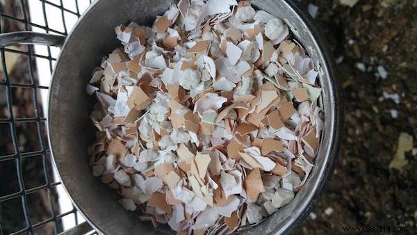 Building Your First Chicken Coop: Essential Beginner s Guide