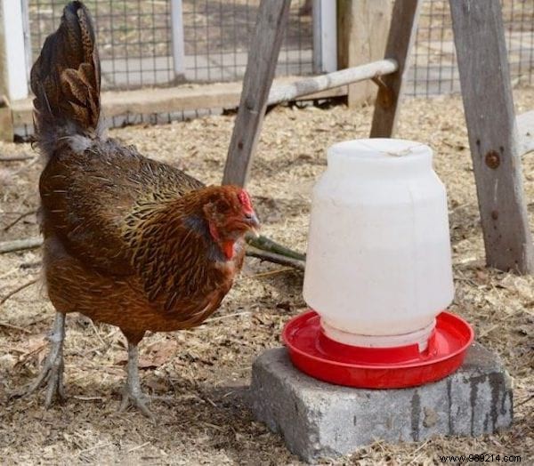 Building Your First Chicken Coop: Essential Beginner s Guide