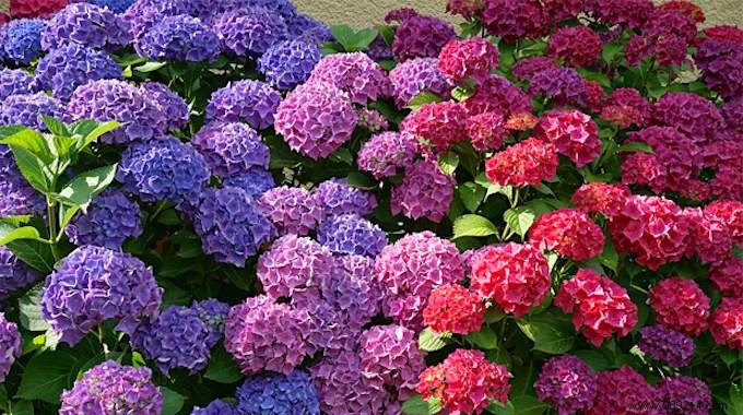 How to Choose Your Hydrangea Colors: The Proven Soil pH Trick for Stunning Blooms