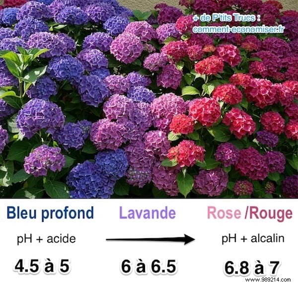 How to Choose Your Hydrangea Colors: The Proven Soil pH Trick for Stunning Blooms