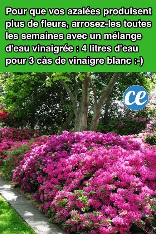 Boost Azalea Blooms Naturally: The Simple Vinegar Water Trick