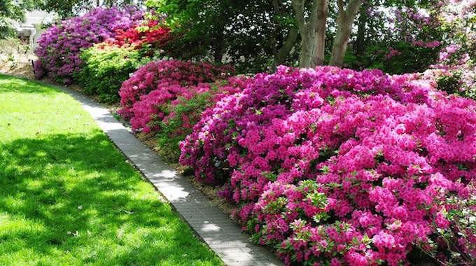 Boost Azalea Blooms Naturally: The Simple Vinegar Water Trick