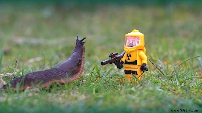 17 Proven Natural Ways to Eliminate Slugs from Your Garden