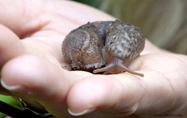 17 Proven Natural Ways to Eliminate Slugs from Your Garden