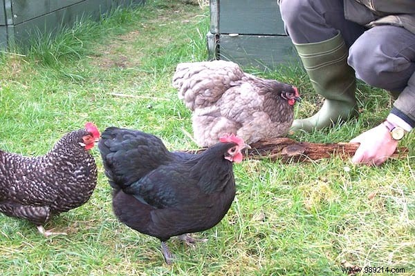 17 Proven Natural Ways to Eliminate Slugs from Your Garden