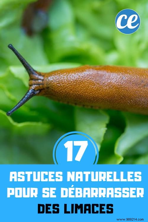 17 Proven Natural Ways to Eliminate Slugs from Your Garden