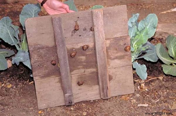 17 Proven Natural Ways to Eliminate Slugs from Your Garden