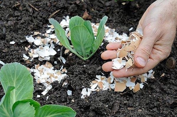 17 Proven Natural Ways to Eliminate Slugs from Your Garden
