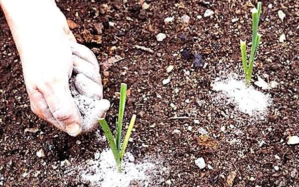 17 Proven Natural Ways to Eliminate Slugs from Your Garden