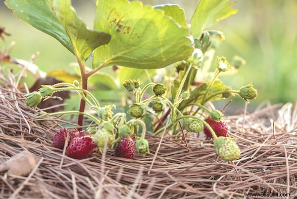 17 Proven Natural Ways to Eliminate Slugs from Your Garden