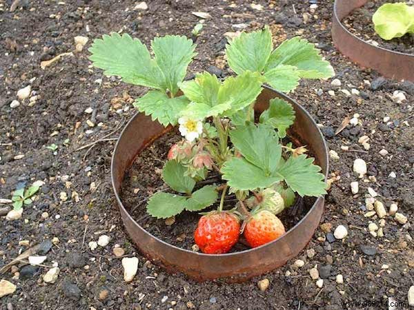 17 Proven Natural Ways to Eliminate Slugs from Your Garden