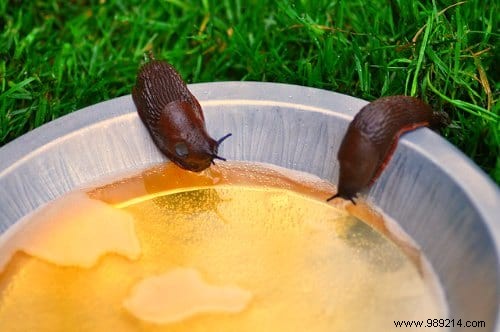 17 Proven Natural Ways to Eliminate Slugs from Your Garden