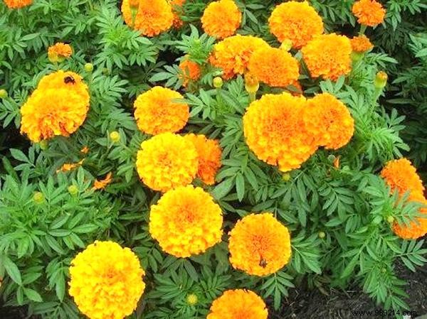 17 Proven Natural Ways to Eliminate Slugs from Your Garden