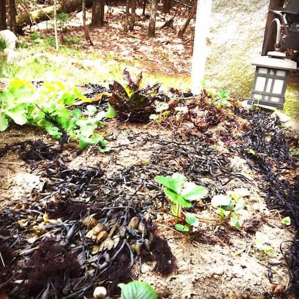 17 Proven Natural Ways to Eliminate Slugs from Your Garden