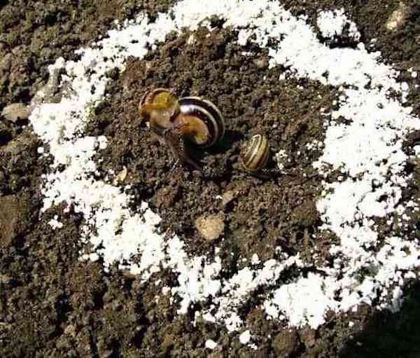 17 Proven Natural Ways to Eliminate Slugs from Your Garden