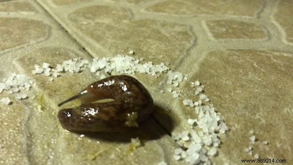 17 Proven Natural Ways to Eliminate Slugs from Your Garden