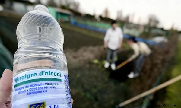 17 Proven Natural Ways to Eliminate Slugs from Your Garden