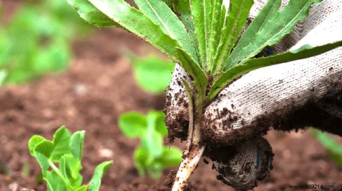 10 Proven Natural Weed Control Methods Using Household Items